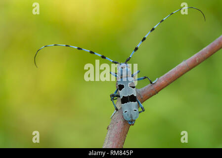 Alpenbocks, Rosalia alpina, in der Tschechischen Republik. Stockfoto
