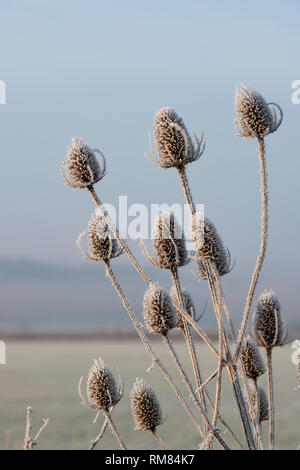 Dipsacus fullonum. Karde abgedeckt im Raureif im Winter. Cotswolds, Großbritannien Stockfoto