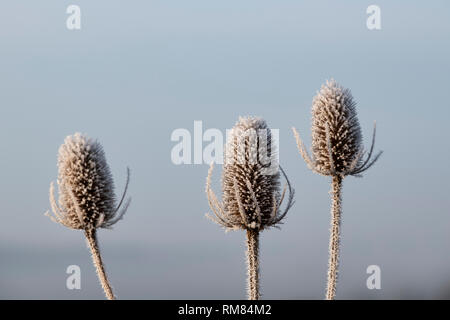 Dipsacus fullonum. Karde abgedeckt im Raureif im Winter. Cotswolds, Großbritannien Stockfoto