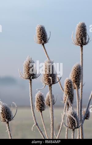 Dipsacus fullonum. Karde abgedeckt im Raureif im Winter. Cotswolds, Großbritannien Stockfoto