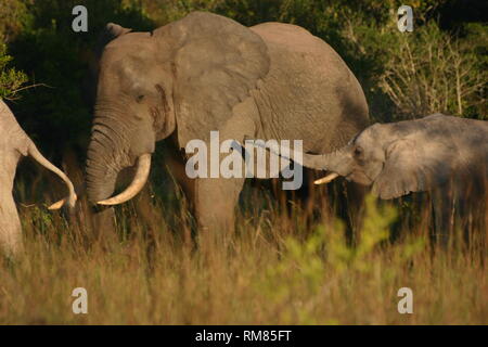 Elefantenfamilie in Kenia Stockfoto