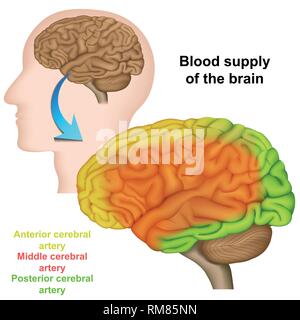 Die Blutversorgung des Gehirns, medizinische Vector Illustration Stock Vektor