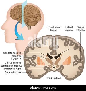 Koronalen Abschnitt des menschlichen Gehirns medizinische Vector Illustration Stock Vektor