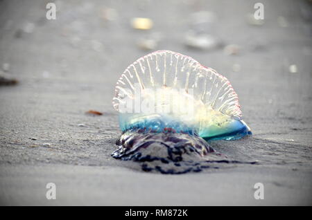 Atlantic portugiesischen Mann-von-Krieg (Physalia Physalis) quallen wie marine hydrozoan mit giftigen Tentakeln am Ufer des Karibischen Insel gespült. Stockfoto