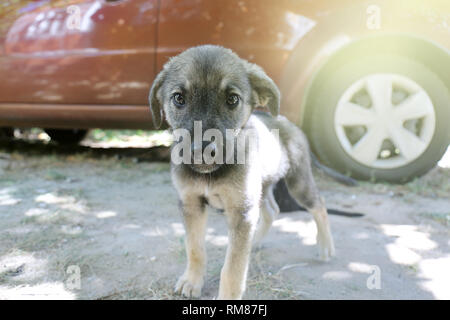 Kleine Welpen für zu Hause suchen, Annahme von Tieren Konzept, Hund und Auto Stockfoto