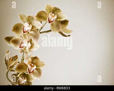 Frische Blumen Orchidee Cymbidium Stockfoto