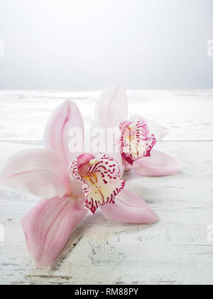 Frische Blumen Orchidee Cymbidium Stockfoto