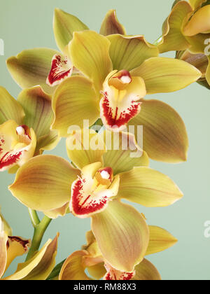 Frische Blumen Orchidee Cymbidium Stockfoto