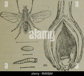 . Jahresbericht - Entomologischen Gesellschaft von Ontario. Entomologischen Gesellschaft von Ontario; Schädlinge; Insekten. 45 Haare. Es hat eine unterbrochene dorsalen Streifen auf dem Bauch. Die Flügel sind klar. Er misst die Hälfte ein Zoll in der Weite der Flügel, und ein Viertel der ein Zoll in der Länge des Körpers. Die Mutter Teje legt ihre weiße, ovale Eier am Rande der Mantel der Zwiebel, in der Nähe der Erde, nur selten Hinterlegung mehr als sechs auf einer Anlage. Die Eier schlüpfen in ein paar Tagen, aber die Maden, die sich in allgemeine Aussehen ähneln denen der Rettich fliegen, Arbeit ihren Weg nach unten, in die Hülle, um die Lampe. In de Stockfoto