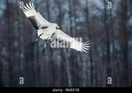 Die rot-gekrönten Kranich im Flug. Wissenschaftlicher Name: Grus japonensis, auch die japanischen Kran oder Mandschurischen Kran genannt. Stockfoto