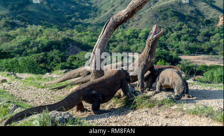 Komodo Dragon hob den Kopf und öffnete den Mund. Größte lebende Echse der Welt. Wissenschaftlicher Name: Varanus komodoensis. Natürlicher Lebensraum, Insel Stockfoto