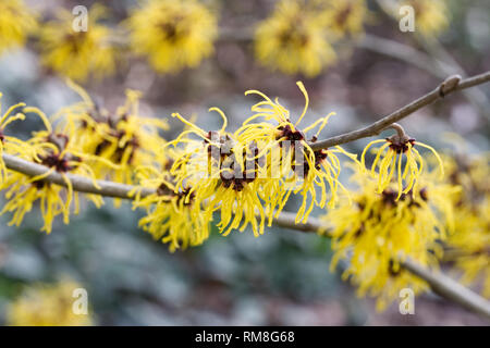 Hamamelis x intermedia 'Barmstedt Gold'. Zaubernuss Blumen. Stockfoto