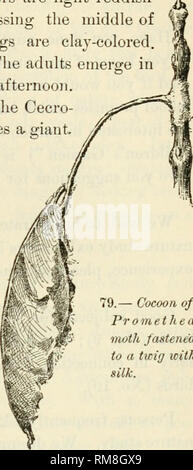 . Jahresbericht der EU-Kommissar für Landwirtschaft... Landwirtschaft - New York (State). * *. 79.- Kokon von promethea Motte befestigt ein Zweig icith Seide. Das Leben dieser Riese In-sekten ist in vier verschiedene Phasen unterteilt: das Ei, die von den Erwachsenen Motten hinterlegt in der Regel auf oder in der Nähe der Nahrung; die Larven oder Raupen Stadium, wenn die meisten Essen und alle die wachsende erfolgt; die Puppe, bestanden im Kokon gesponnen durch die Larven und die Erwachsenen, eine geflügelte Motte. Der Lebenszyklus oder Generation ist ein Jahr, im Winter in der puppe Stufe weitergeleitet werden. Das Insekt lebt, aber eine kurze Zeit im Erwachsenen Stockfoto