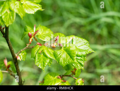 Zweig mit frische junge grüne Blätter im Frühling. Die Blätter sind von der Sonne hervorgehoben. Unscharfer Hintergrund, selektive konzentrieren. Stockfoto