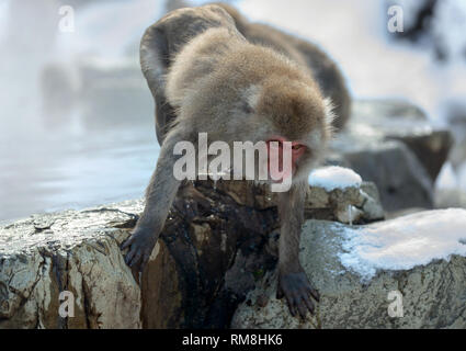 Japanischen Makaken in springen. Natürlichen heissen Quellen. Winter Saison. Die japanischen Makaken, Wissenschaftlicher Name: Macaca fuscata, auch als Snow monkey bekannt. Stockfoto