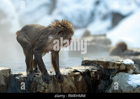 Nasse Cub der japanischen Makaken auf dem Stein an natürlichen heißen Quellen im Winter. Die japanischen Makaken, Wissenschaftlicher Name: Macaca fuscata, auch bekannt als Stockfoto