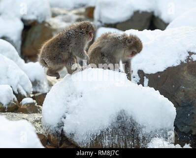 Japanmakaken. Natürliche heiße Quelle. Winter Saison. Die japanischen Makaken, Wissenschaftlicher Name: Macaca fuscata, auch als Snow monkey bekannt. Stockfoto