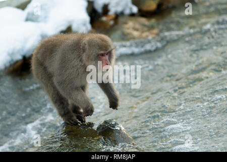 Japanischen Makaken in springen. Macaque springt durch eine natürliche heiße Quelle. Winter Saison. Die japanischen Makaken, Wissenschaftlicher Name: Macaca fuscata, auch bekannt Stockfoto