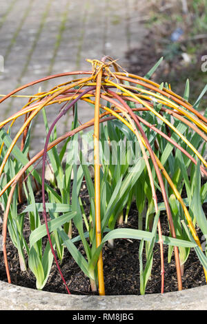 Farbenfrohe Anlage unterstützt von cornus gemacht Stiele an der RHS Wisley Gardens. Stockfoto