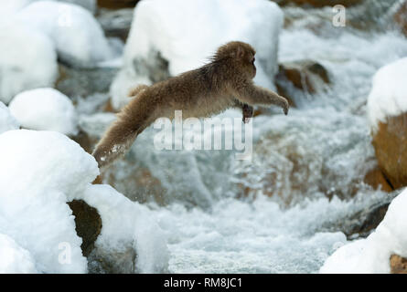 Japanischen Makaken in springen. Macaque springt durch eine natürliche heiße Quelle. Winter Saison. Die japanischen Makaken, Wissenschaftlicher Name: Macaca fuscata, auch bekannt Stockfoto