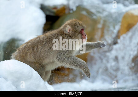 Japanischen Makaken in springen. Macaque springt durch eine natürliche heiße Quelle. Winter Saison. Die japanischen Makaken, Wissenschaftlicher Name: Macaca fuscata, auch bekannt Stockfoto