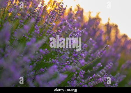 Weicher Fokus von Lavendelblüten unter dem Sonnenaufgang. Provence, Frankreich Stockfoto