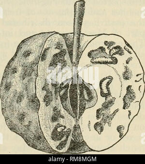 . Jahresbericht der EU-Kommissar für Landwirtschaft... Landwirtschaft - New York (State). APPLE MADE. Rhagoletis pomonella Walsh. Neben der Apple made genannt, das Insekt ist allgemein auch als die Eisenbahn Wurm wegen der langen, gewundenen, bräunlich-Kanälen, die durch die Larven oder Maden in der Frucht bekannt gemacht. Die erwachsenen Insekten fliegen. (Abb. 53.) Sie erscheinen im Juni und Kaution Eier direkt unter die Haut der Frucht. Diese Eier brüten in Maden, fuchsbau unregelmäßige Kanäle, über die Früchte. (Abb. 54.) Mäßig befallene Früchte wird rau und ungleichmäßig aufgrund der "Stiche Stockfoto