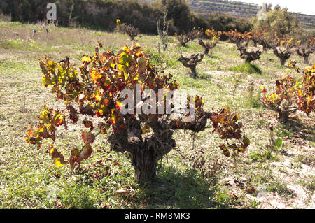 Feld mit Weinreben im Herbst mit trockenen Zweigen und einige gelbe oder braune Blätter Stockfoto