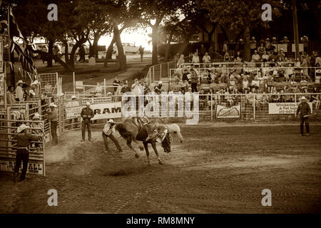 Ein saddle bronc rider Aussteigen an Rodeo in Texas USA gesträubt Stockfoto