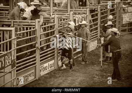 Bareback Rider im Rodeo Rutsche bereit zu fahren Stockfoto