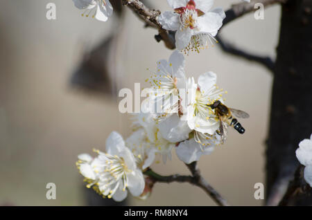 Biene bestäubt Weiß Cherry Blossom Blütenblätter Stockfoto