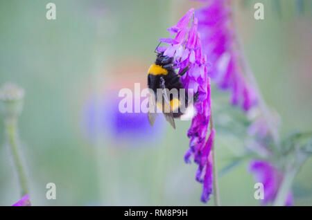 Bienen Bestäubung Rosa Lila Blumen Fingerhut am Incheon Grand Park Botanischer Garten Stockfoto