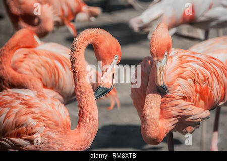 Zwei große rosa Flamingo Nahaufnahme. Die horizontalen Rahmen. Stockfoto