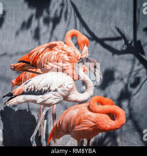 Zwei große rosa Flamingo closeup. Stockfoto