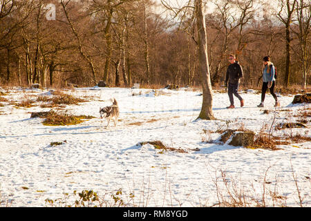 Menschen, Mann und Frau zu Fuß ein Husky Hund im Schnee im Winter entlang der Sandstone Trail auf Bickerton Hügel Cheshire Stockfoto