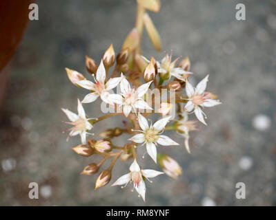 Süße kleine weiße saftige Blumen Stockfoto