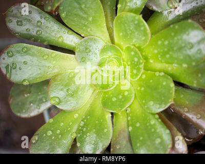 Wassertropfen auf Sukkulenten Aeonium nach dem Regen Stockfoto