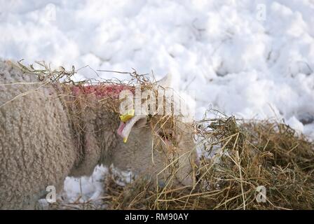 Ein Lamm essen Heu in tiefem Schnee, Winter, Rhosneigr, Anglesey, North Wales, UK Stockfoto