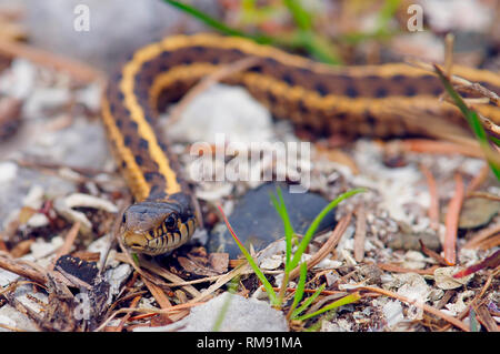 Gemeinsame Garter Snake (Thamnophis sirtalis) auf dem Boden. Stockfoto