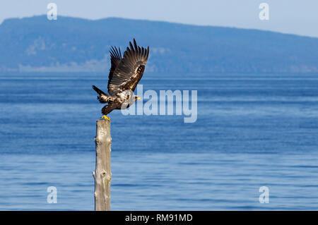 Ein Jugendlicher, der Weißkopfseeadler (Haliaeetus leucocephalus) Flucht aus einem hölzernen Stumpf mit Berge und Meer im Hintergrund. Stockfoto