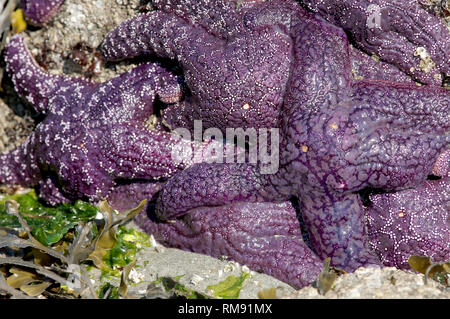 Ein Cluster von Lila Seesterne (Pisaster Ochraceus) entlang einem Strand in Seal Bay, Vancouver Island, British Columbia, Kanada. Stockfoto