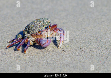 Ein Lila Shore Crab (Hemigrapsus () in den Wilden an einem Sandstrand in Parksville, Vancouver Island, British Columbia, Kanada. Stockfoto