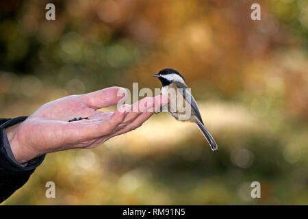 Ein Black-capped chickadee (Poecile atricapillus) sitzen auf Hand Sonnenblumen Samen eines Mannes. Stockfoto