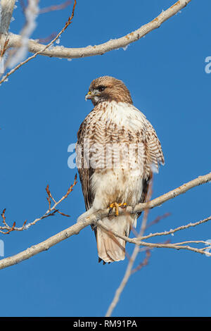 Eine grobe legged Hawk ist auf einem Ast an einem klaren Tag im Norden von Idaho thront. Stockfoto