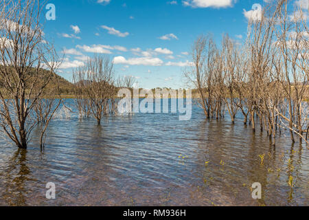 Tote Bäume im Wasser in Glenbawn Dam, Upper Hunter, NSW, Australien. Stockfoto