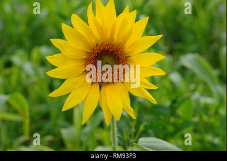 Sonnenblumen in Feld, Pune, Maharashtra, Indien, Asien Stockfoto