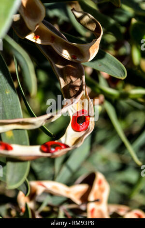 Red-eyed Wattle (Acacia cyclops) Samenkapseln Stockfoto