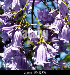 Blaue Jacaranda (Jacaranda mimosifolia) Blumen in San Diego, Kalifornien - closeup (quadratisch) Stockfoto