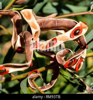 Red-eyed Wattle (Acacia cyclops) Samenkapseln Stockfoto