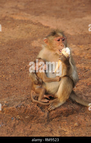 Monkey Eis essen, Panchgani, Maharashtra, Indien, Asien Stockfoto